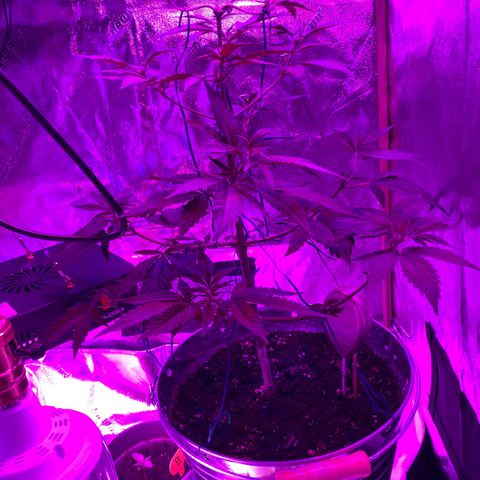 Unknown strain growlog photo: Flipped the big plant to flower and moved the other 4 and two clones to their own tent