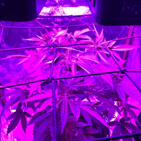 Unknown strain growlog photo: Day two of flower