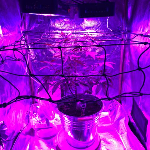 Unknown strain growlog photo: Day two of flower