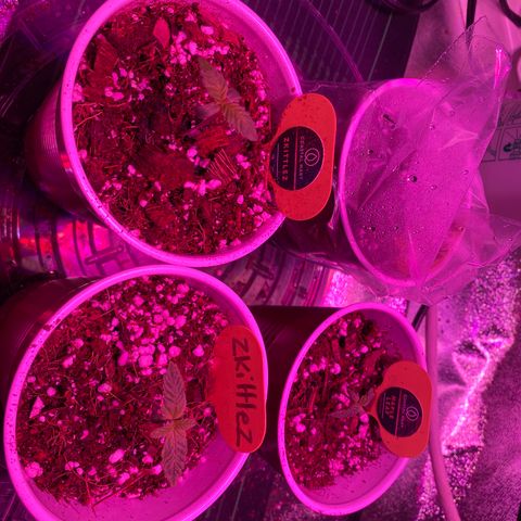 Unknown strain growlog timeline photo