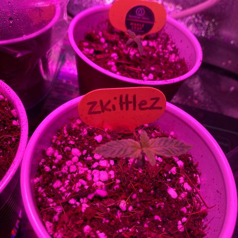 Unknown strain growlog timeline photo