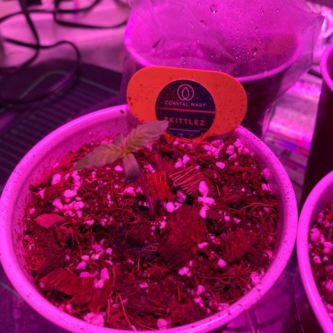 Unknown strain growlog timeline photo
