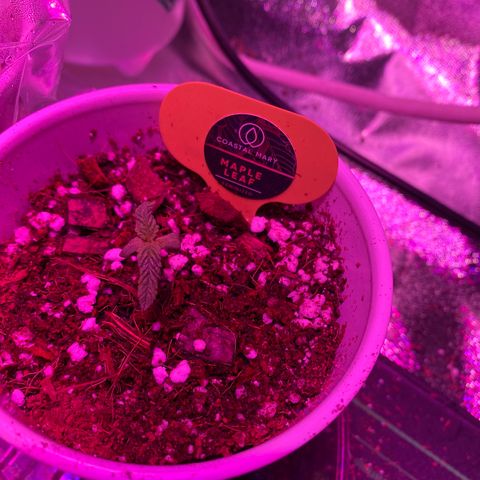 Unknown strain growlog timeline photo