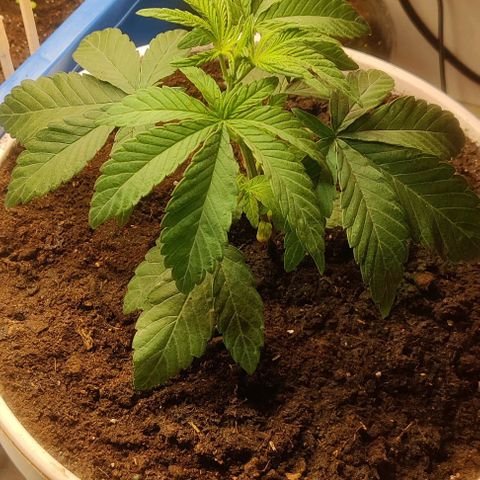 Panakeia growlog timeline photo