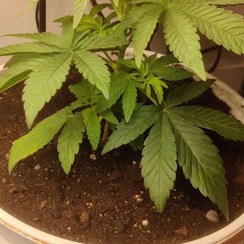 Panakeia growlog timeline photo