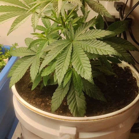 Panakeia growlog timeline photo