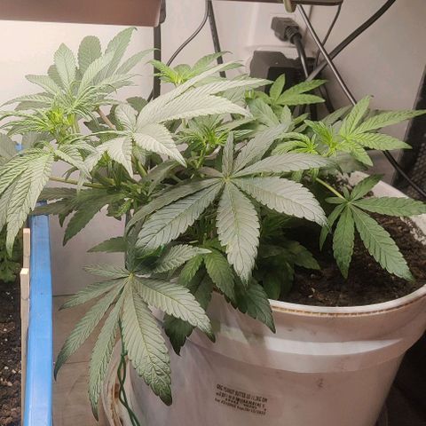 Panakeia growlog photo: Beginner grower having fun learning about LST 