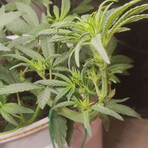 Panakeia growlog timeline photo