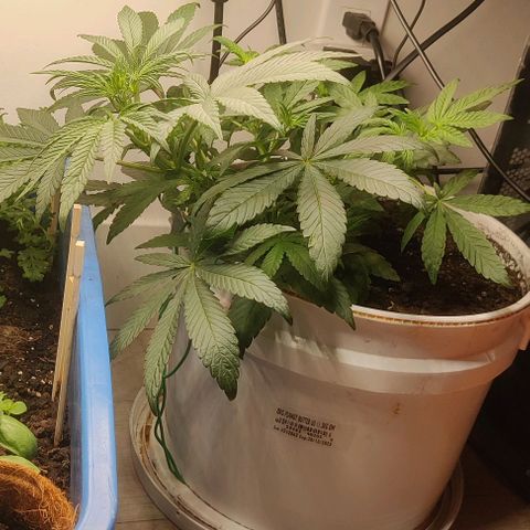 Panakeia growlog timeline photo