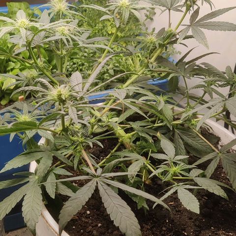 Panakeia growlog timeline photo