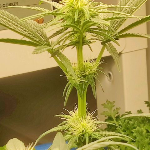 Panakeia growlog timeline photo
