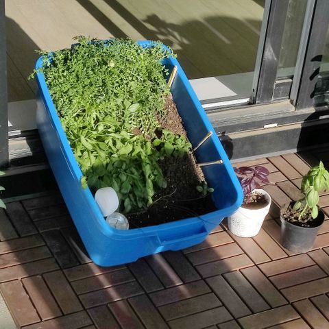 Panakeia growlog timeline photo