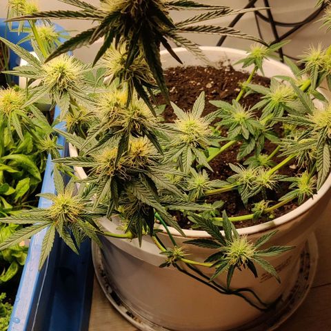 Panakeia growlog timeline photo