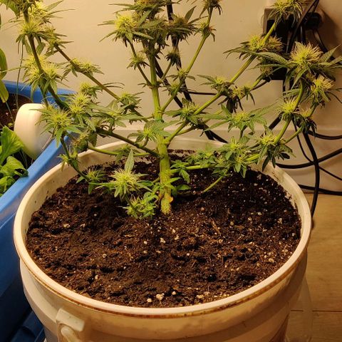 Panakeia growlog timeline photo
