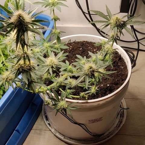 Panakeia growlog timeline photo