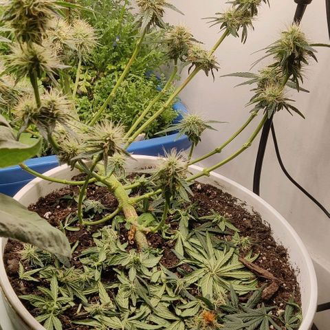 Panakeia growlog timeline photo