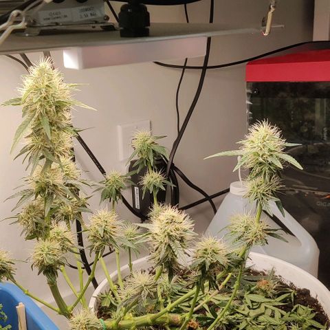 Panakeia growlog timeline photo