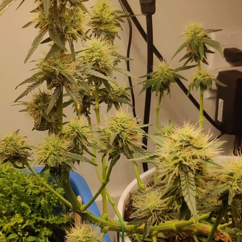 Panakeia growlog timeline photo