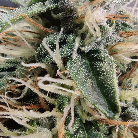 Panakeia growlog photo: They're growing really nice after the lollipop. Trichs coming in looking so good! (in my beginners opinion) My camera will save me from the jewellers loop thingy.

I can take high quality photos of your bud for all your social media needs! $25/hr! Email info.investinlife@gmail.com. Calgary, Alberta only.
Paul