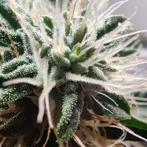 Panakeia growlog photo: They're growing really nice after the lollipop. Trichs coming in looking so good! (in my beginners opinion) My camera will save me from the jewellers loop thingy.

I can take high quality photos of your bud for all your social media needs! $25/hr! Email info.investinlife@gmail.com. Calgary, Alberta only.
Paul