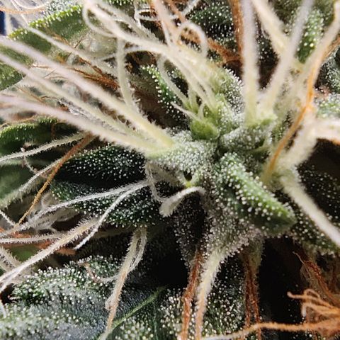 Panakeia growlog photo: They're growing really nice after the lollipop. Trichs coming in looking so good! (in my beginners opinion) My camera will save me from the jewellers loop thingy.

I can take high quality photos of your bud for all your social media needs! $25/hr! Email info.investinlife@gmail.com. Calgary, Alberta only.
Paul