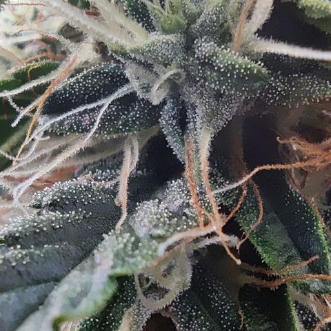 Panakeia growlog photo: They're growing really nice after the lollipop. Trichs coming in looking so good! (in my beginners opinion) My camera will save me from the jewellers loop thingy.

I can take high quality photos of your bud for all your social media needs! $25/hr! Email info.investinlife@gmail.com. Calgary, Alberta only.
Paul