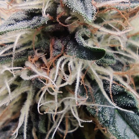 Panakeia growlog photo: They're growing really nice after the lollipop. Trichs coming in looking so good! (in my beginners opinion) My camera will save me from the jewellers loop thingy.

I can take high quality photos of your bud for all your social media needs! $25/hr! Email info.investinlife@gmail.com. Calgary, Alberta only.
Paul