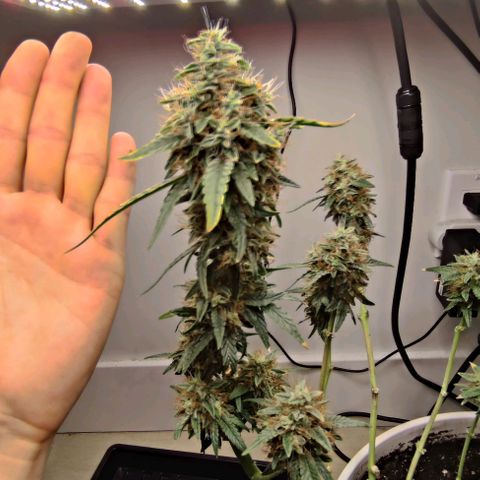 Panakeia growlog photo: What a fun experiment! Let's do it again...the right way