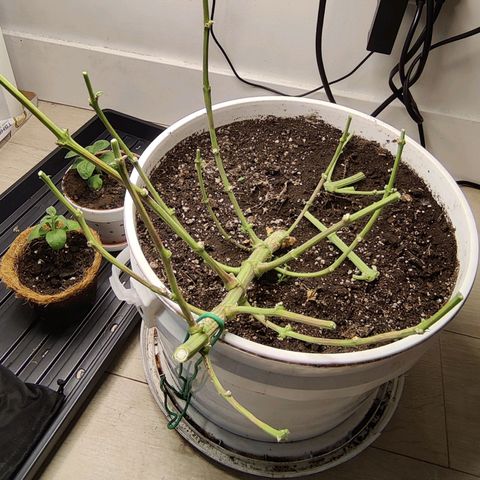 Panakeia growlog photo: What a fun experiment! Let's do it again...the right way
