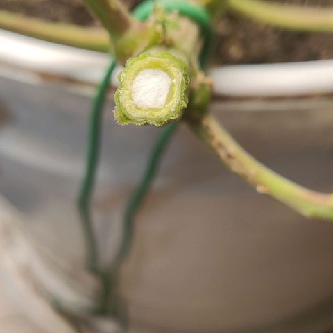 Panakeia growlog photo: What a fun experiment! Let's do it again...the right way