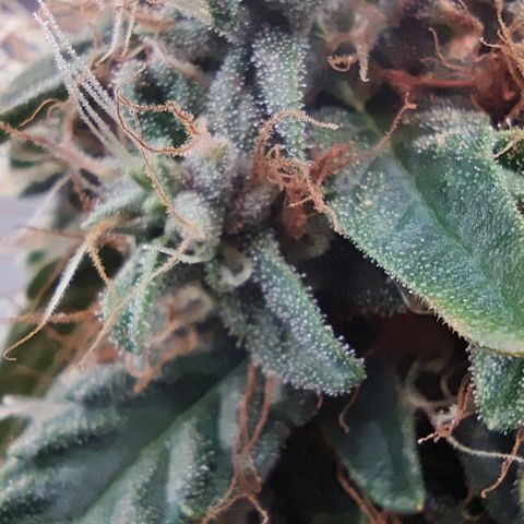 Panakeia growlog photo: What a fun experiment! Let's do it again...the right way