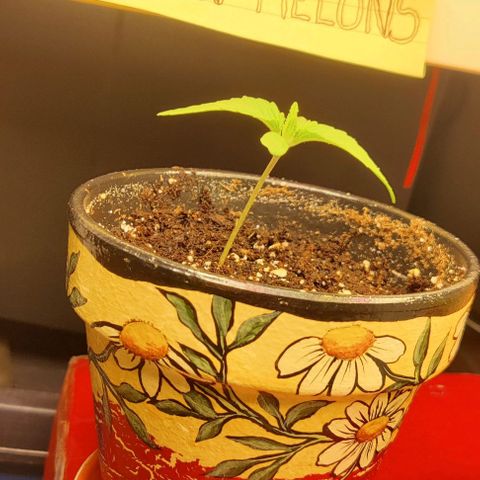 Golden Melons growlog timeline photo