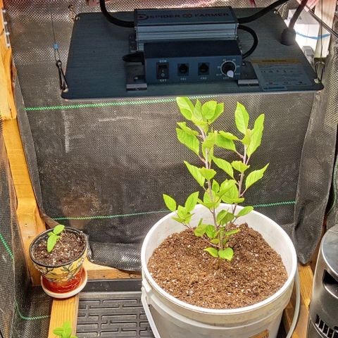 Golden Melons growlog photo: Finally finished the basic operational format. It's really good weather for the weekend, we're taking it easy and we'll install the carbon filter and inline fan when we figure how tf that's going to happen. For now, I'm fucking proud of that 😂