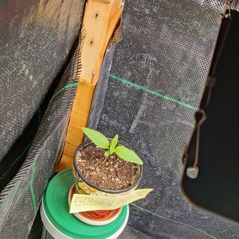 Golden Melons growlog timeline photo