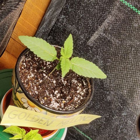 Golden Melons growlog timeline photo