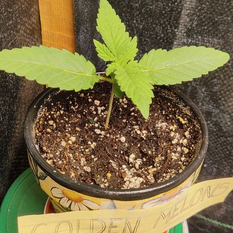Golden Melons growlog photo: Growing like FUCK