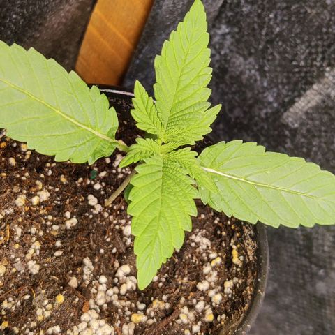 Golden Melons growlog timeline photo