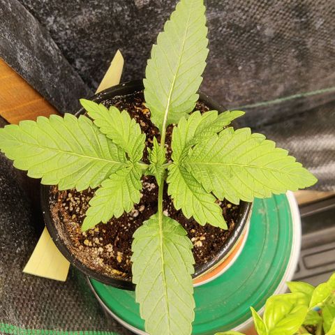 Golden Melons growlog timeline photo