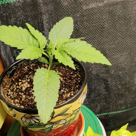 Golden Melons growlog timeline photo