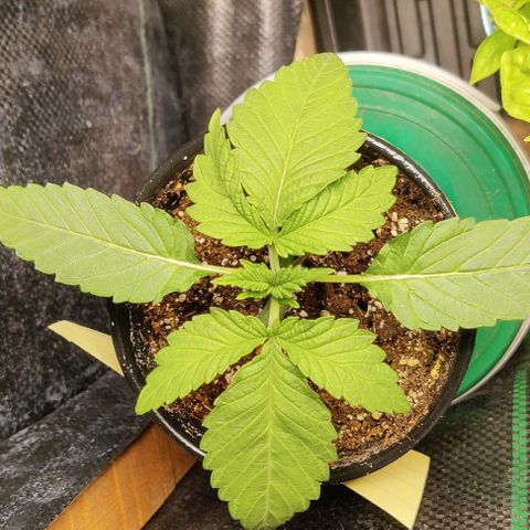 Golden Melons growlog timeline photo