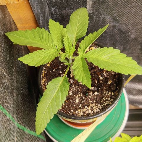 Golden Melons growlog timeline photo