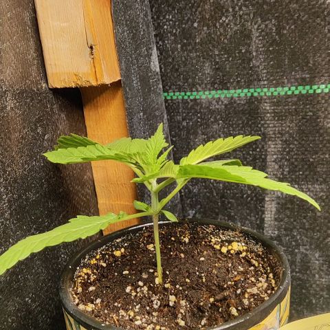 Golden Melons growlog timeline photo