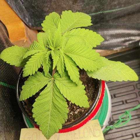 Golden Melons growlog timeline photo