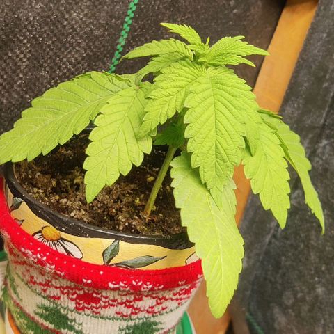 Golden Melons growlog timeline photo