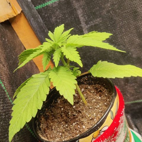 Golden Melons growlog timeline photo