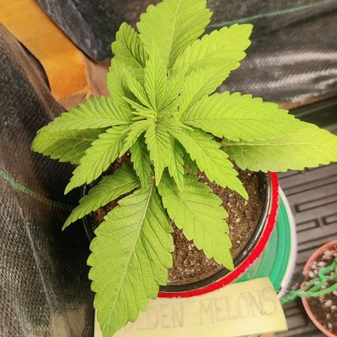 Golden Melons growlog timeline photo