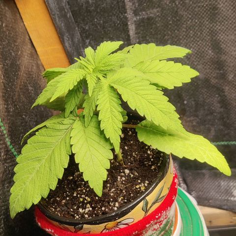 Golden Melons growlog photo: I've been bringing her inside for the last 2 nights, leaving her outside under the light during the day. Seems much happier and drinking more consistently 👍 