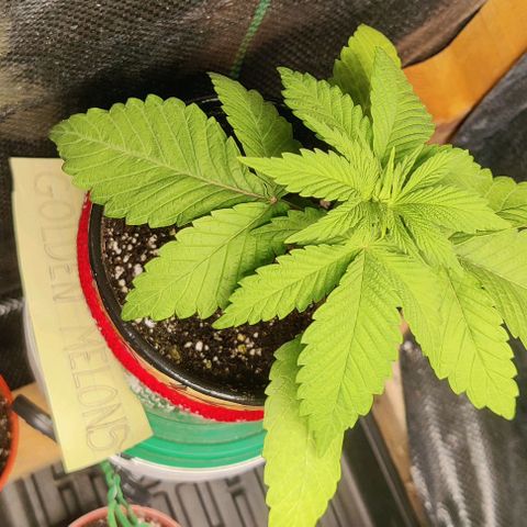 Golden Melons growlog photo: I've been bringing her inside for the last 2 nights, leaving her outside under the light during the day. Seems much happier and drinking more consistently 👍 