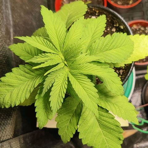 Golden Melons growlog timeline photo