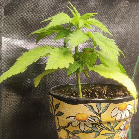 Golden Melons growlog timeline photo